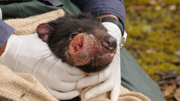 A Tasmanian devil with devil facial tumour disease (Credit: Dave Watts/naturepl.com)