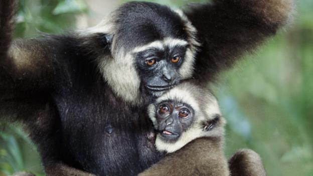 This baby gibbon will benefit from parental care from both parents 