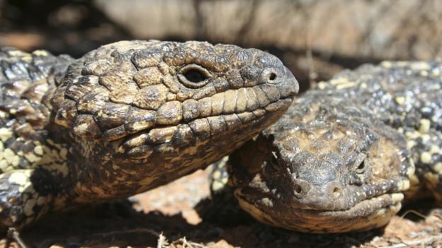 Each year shingleback lizards reunite as monogamous pairs 