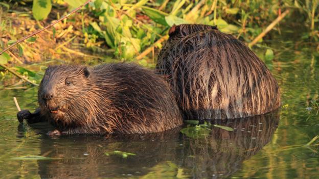 European beavers are faithful to each other (Credit: Blickwinkel/Alamy)