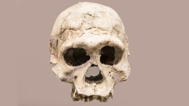 Homo erectus was bigger brained than its ancestors (Credit: John R. Foster/SPL)