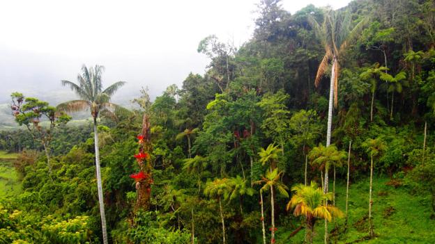 Hiking through the dense Amazon jungle (Credit: Credit: Krista Eleftheriou)