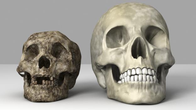The 'hobbit' (left) was tiny compared to modern humans (Credit: Equinox Graphics/SPL)