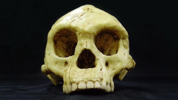 This skull was found in 2003 in the Liang Bua cave, Flores (Credit: Laurent Orluc/SPL)