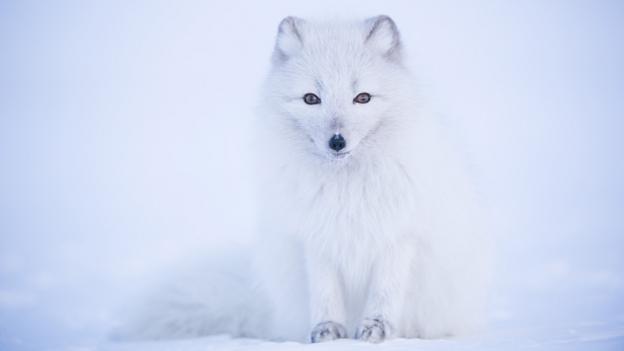 Bbc - Earth - The World's Most Extreme Dog Sled Patrol