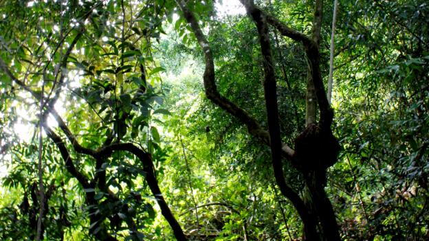 Dense, virgin rainforest Dense, virgin rainforest