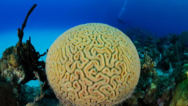 Brain coral 