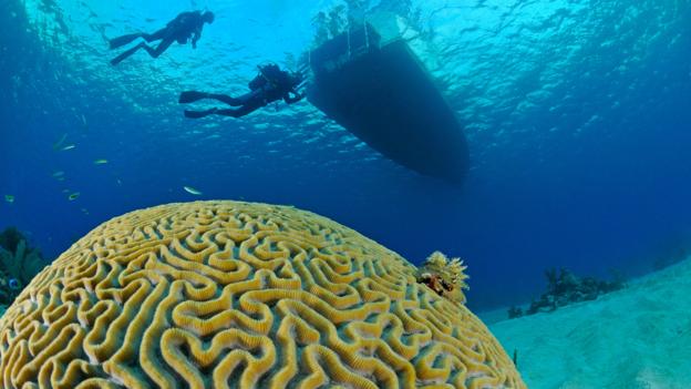 A brain coral (Credit: Wolfang Poelzer/Alamy Stock Photo)