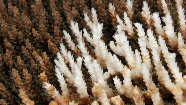 Dead stony corals (Acropora sp.) (Credit: imageBROKER/Alamy Stock Photo)