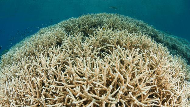 Coral bleaching is becoming more common (Credit: Jurgen Freund/naturepl.com)