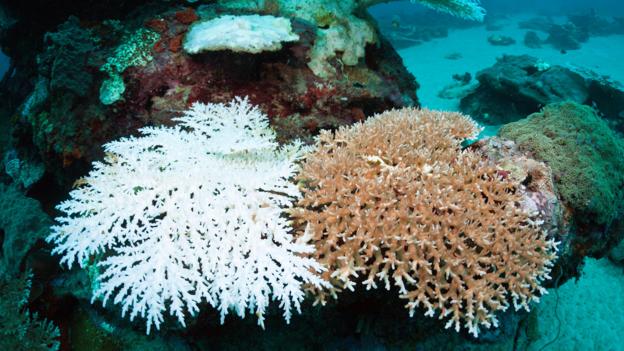 Bleached corals in Indonesia (Credit: Reinhard Dirscherl/Alamy Stock Photo)