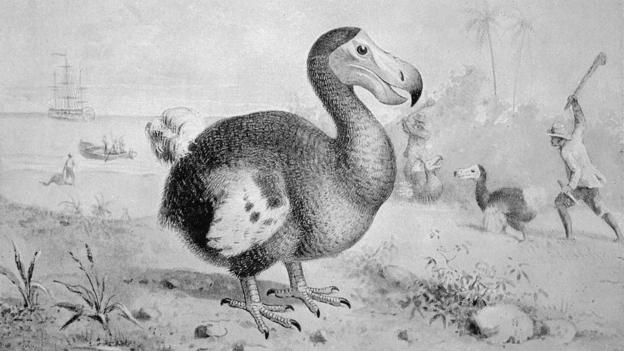 Bbc Earth How Humanity First Killed The Dodo Then Lost It As Well