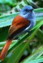 The Mascarene paradise flycatcher is only found in the La Réunion region (Credit: Credit: Dunog/Wikipedia/CC BY-SA 3.0)