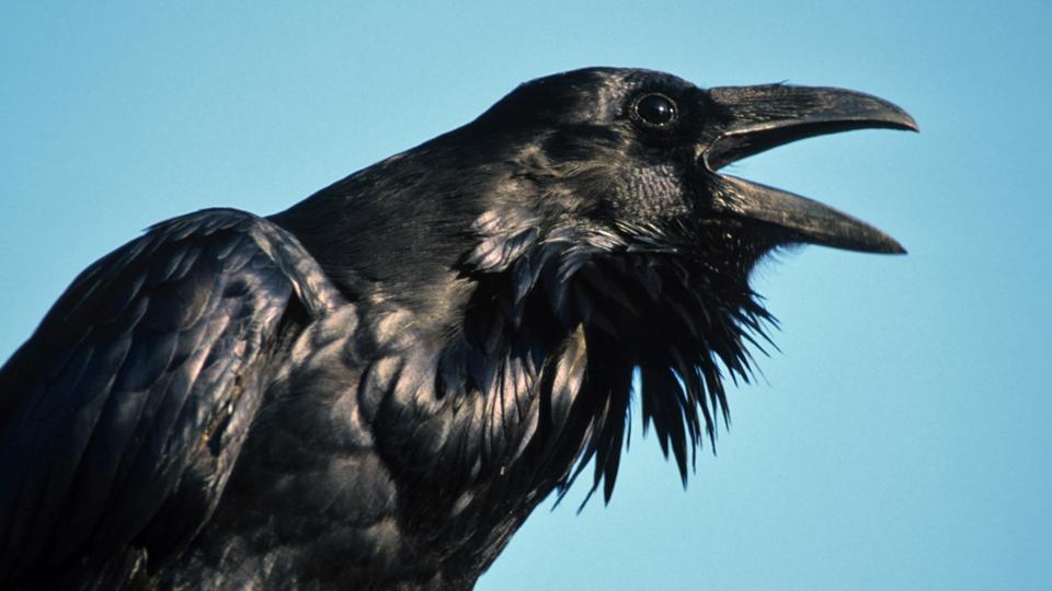 BBC Earth Amazing Raven Intelligence