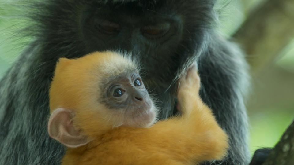 bbc earth the monkey that became a midwife bbc earth the monkey that became a midwife