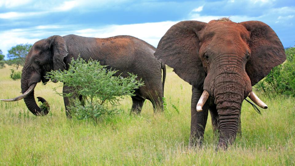 BBC - Earth - Male elephants are not the loners we once thought