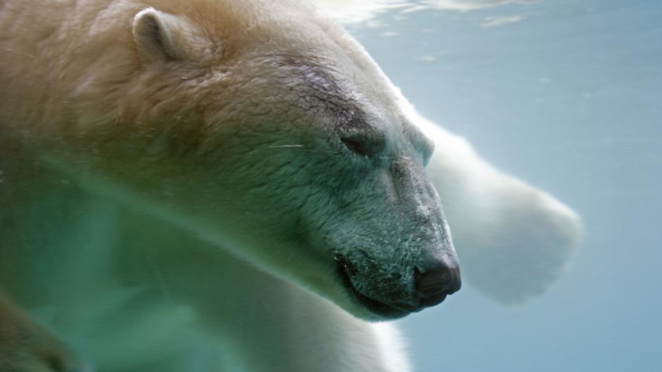 BBC Earth Will polar bears extinct?