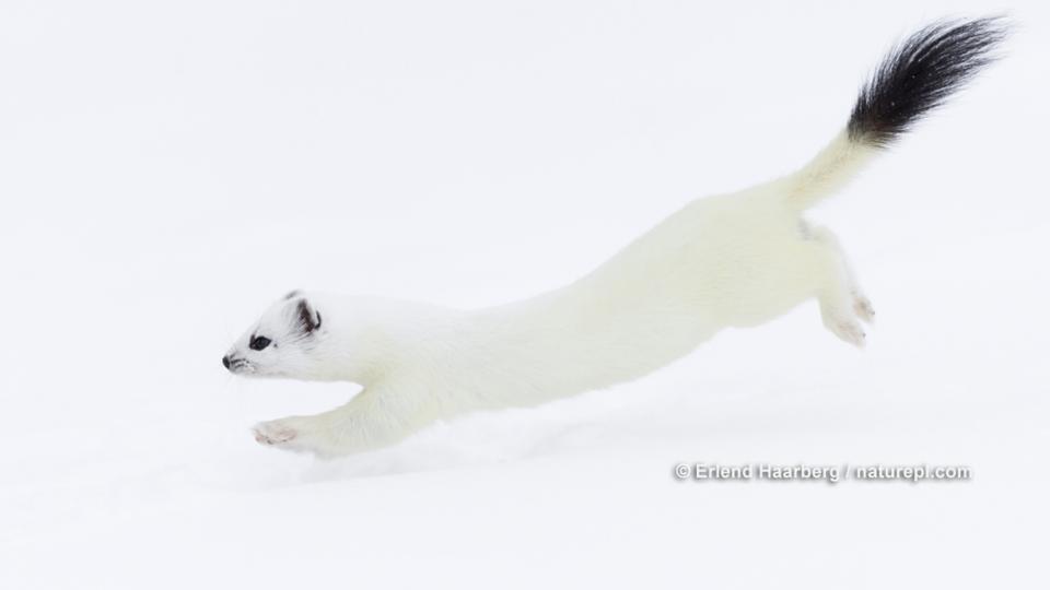 BBC Earth Winter stoats revealed in black and white