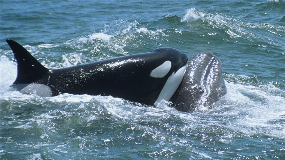 Did An Orca Really Attack Jessica Radcliffe? The Viral Video'S Deception! - abj64ag