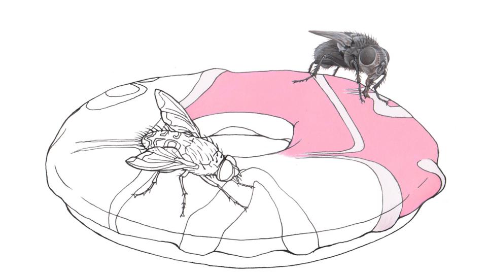 BBC Earth Where do flies go in winter?