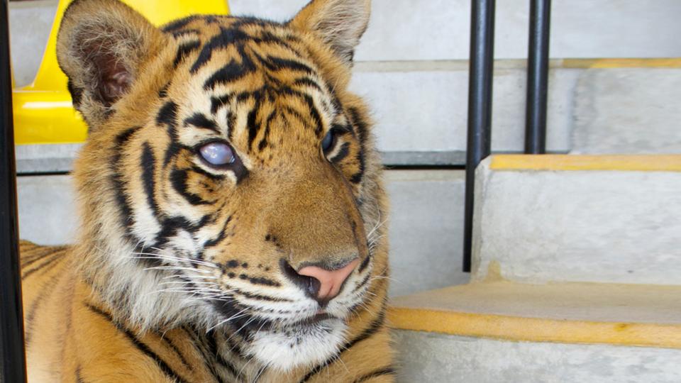 BBC Earth Blind tiger shows true grit