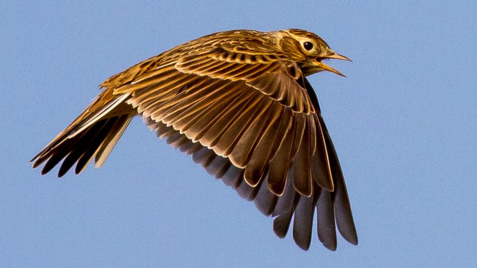 BBC Earth Help track bird movement in the UK