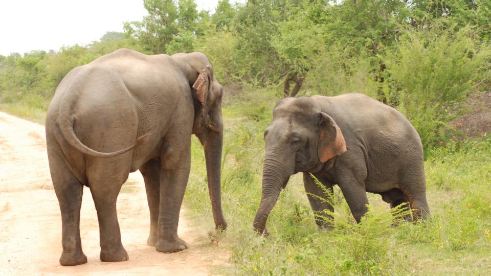 BBC Earth Dwarf elephant beats up big rival