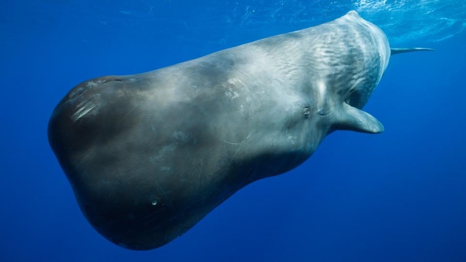 BBC - Earth - Secrets of the animals that dive deep into the ocean