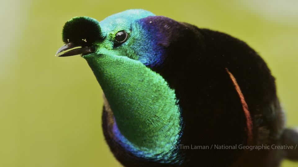 BBC Earth The mysterious dating dances of the birds of paradise
