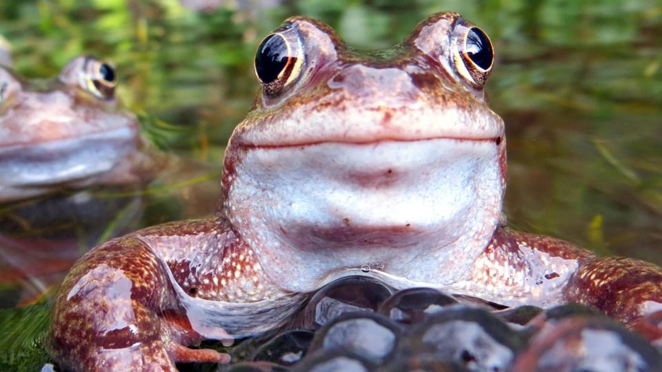BBC Earth The mating habits of frogs in spring