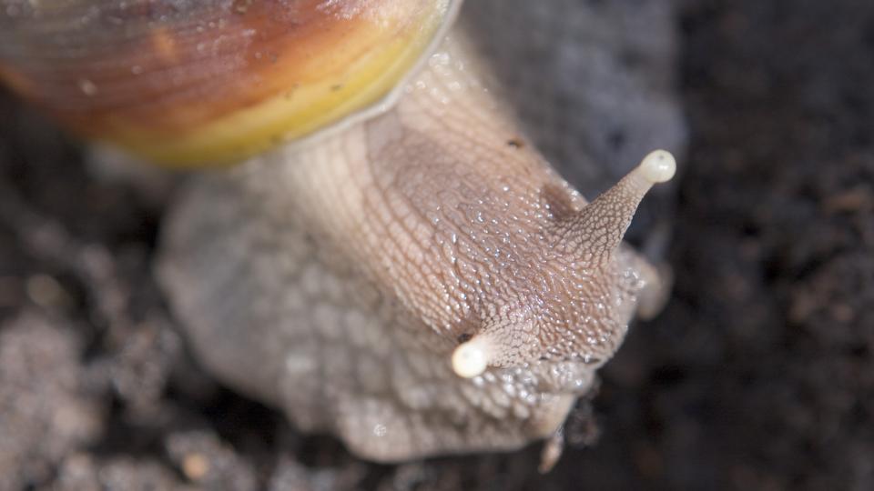 BBC Earth Giant African land snails have invaded Cuba