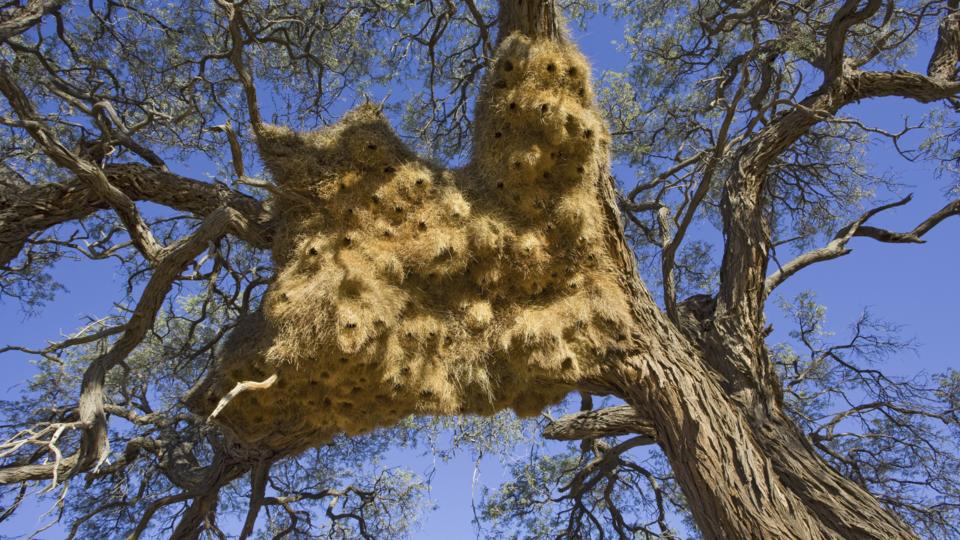 BBC Earth The 16 most amazing nests build by birds