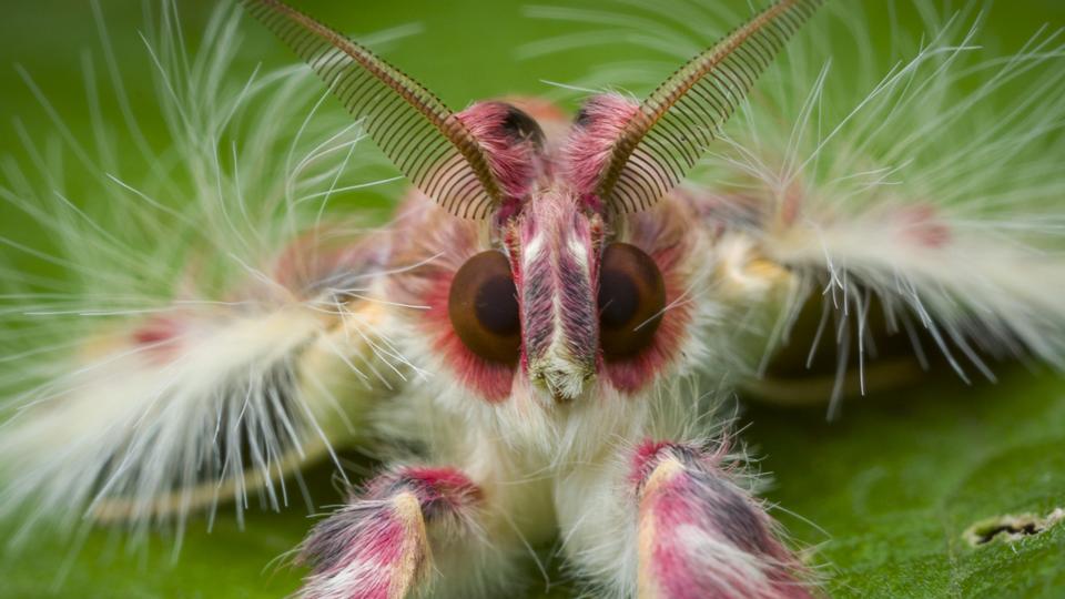 BBC Earth The beautiful bugs of Belize