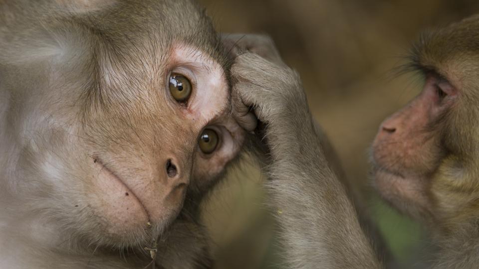 BBC Earth Male monkeys prefer their dads