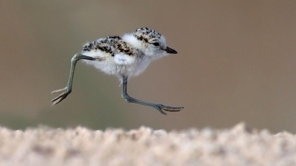 Bbc Earth 10 Of The World’s Cutest Chicks