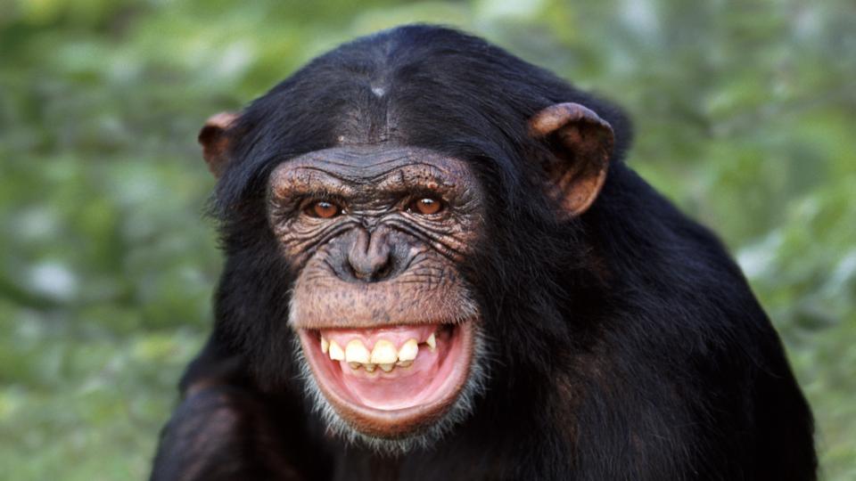 chimpanzee teeth pics