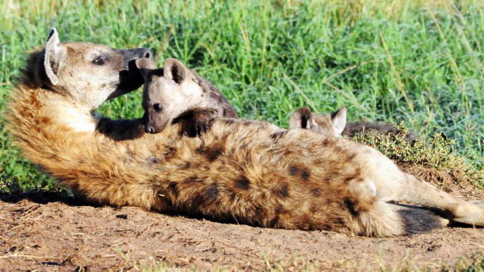 Bbc Earth Powerful Female Hyenas Say Hello With Their Genitals 