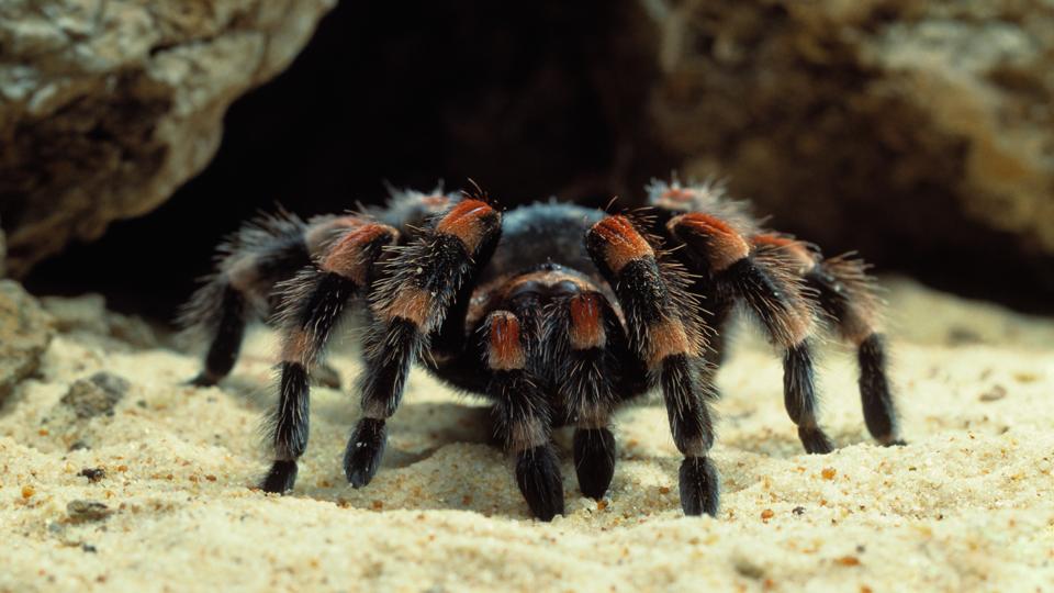 bbc-earth-the-truth-about-tarantulas-not-too-big-not-too-scary