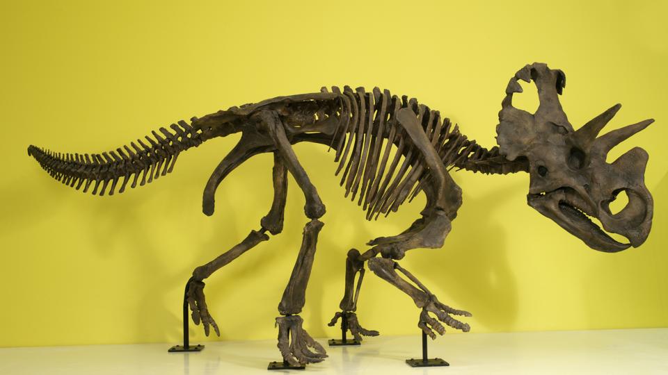 Single horned dinosaur