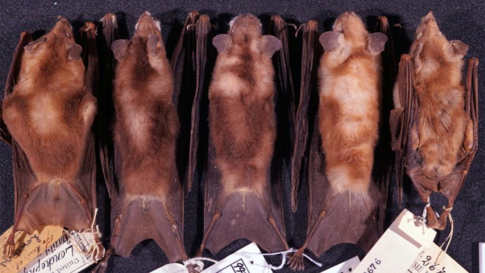 BBC Earth New species of nectarfeeding bat discovered