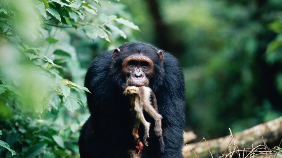 BBC Earth Chimpanzees Over hunt Monkey Prey Almost To Extinction