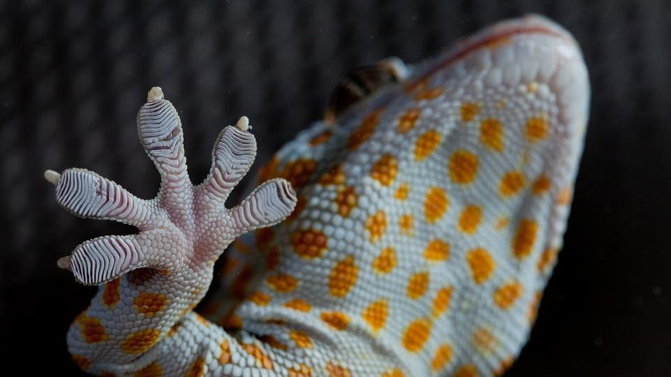 BBC Earth New gecko climbing secret revealed