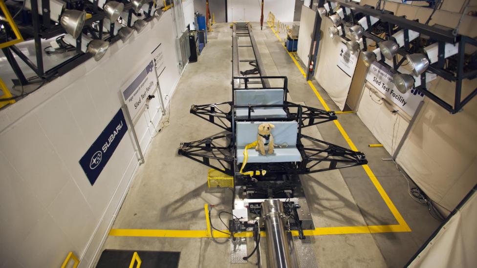 Crash-test doggies