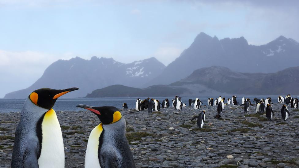 King penguins in South Georgia (Credit: Rosemary Calvert/Getty)