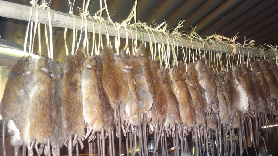 (Credit: Meyer-Rochow & Megu) (Credit: Meyer-Rochow & Megu)