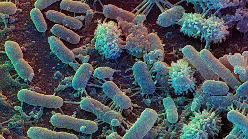 The cleanest kitchen is covered in bacteria (Credit: David Scharf/Science Photo Library)