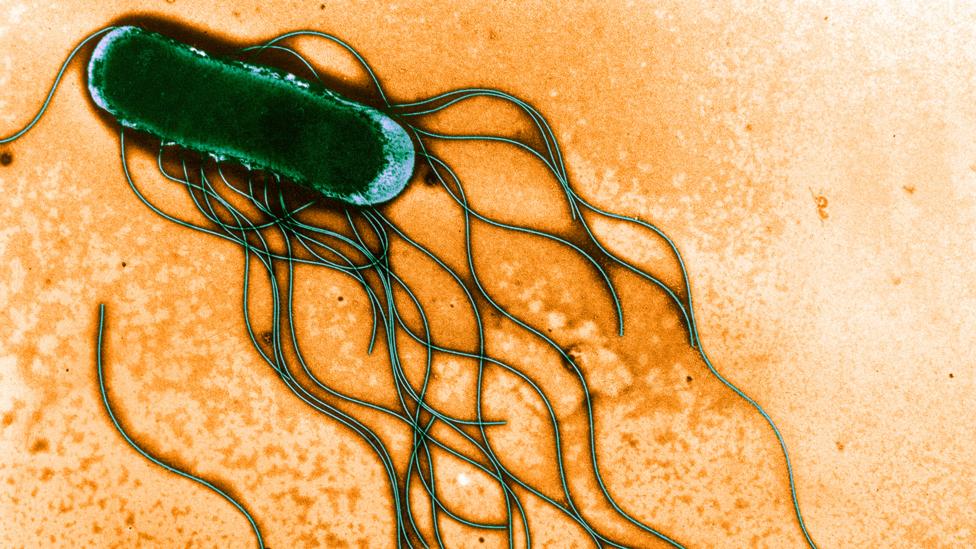 A Salmonella bacterium (Credit: USDA/Science Source/Science Photo Library)