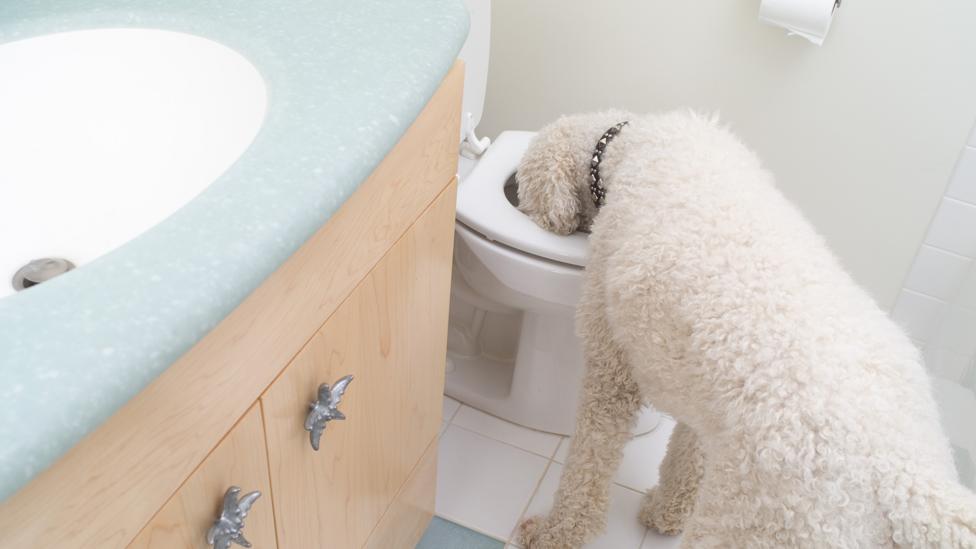 If it's good enough for Fifi... (Credit: Big Cheese Photo LLC/Alamy Stock Photo)