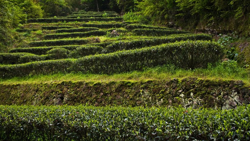 Tea terraces can be found all over the Fujian province (Credit: Credit: Cyril Hou/Alamy)