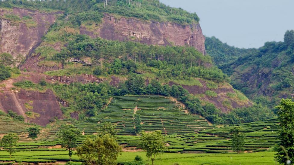 Tea gardens and terraces clamber up the Wuyishan mountains (Credit: Credit: Christian J Kober/Alamy)
